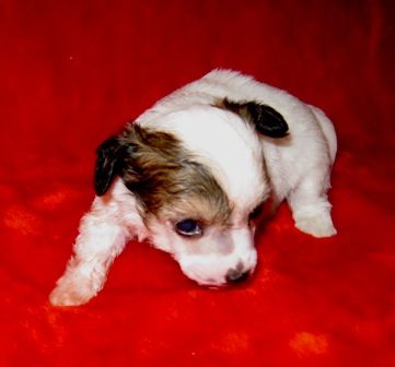 Iroslava Laskovyj Maj