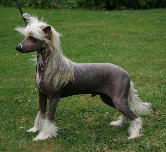 Vanitonia Above The Noise 