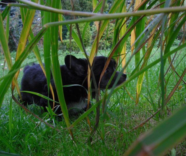 Yunao's Hariko Harin