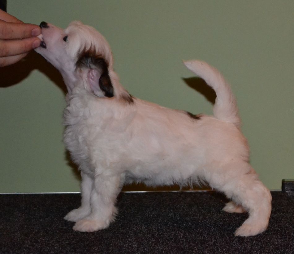 Mooncrest Hit The Hat Handsome