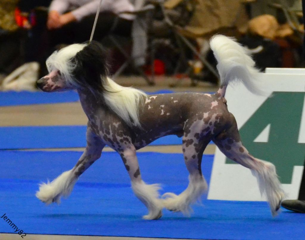 Mooncrest Hi-Tech Stormblåstens