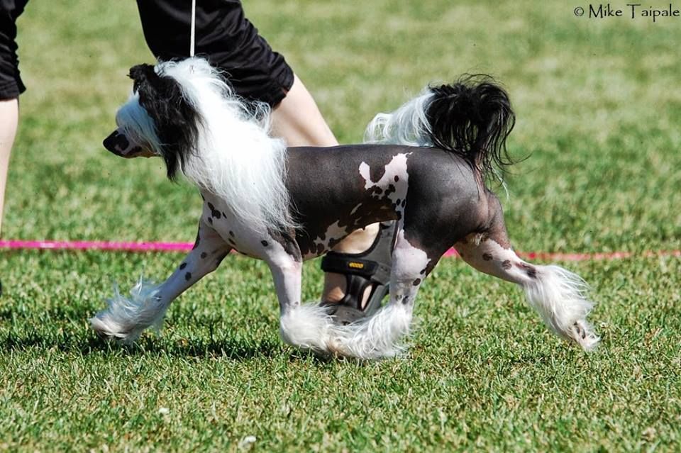 Mooncrest Harmony Lady Rose