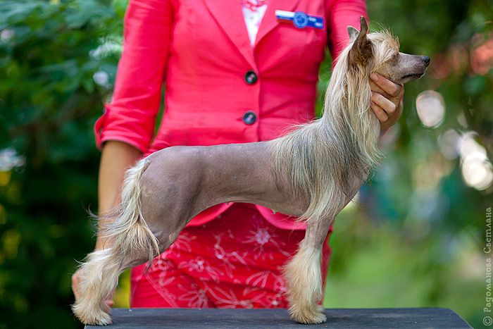 Olegro Katrin Asterisk