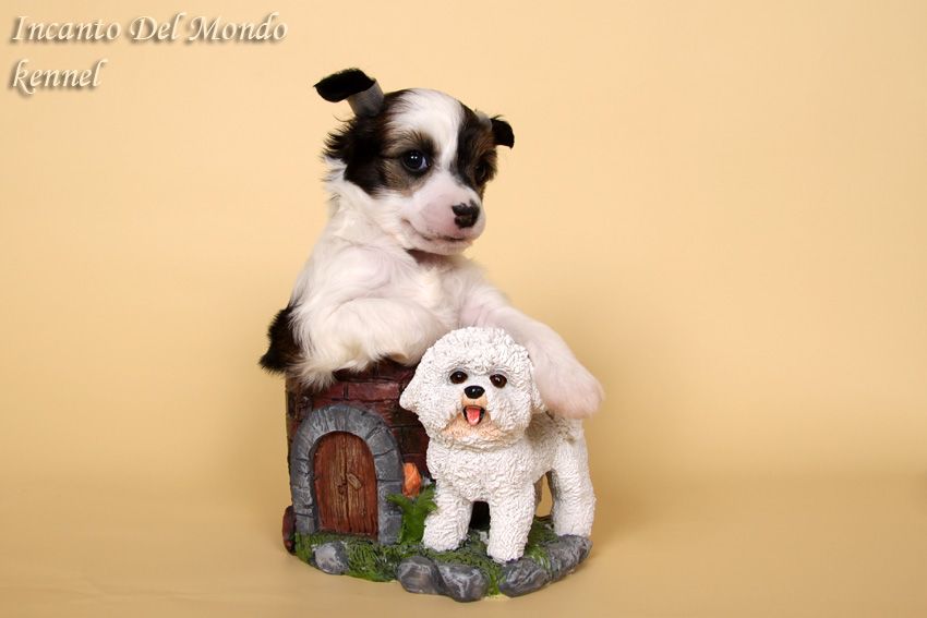 Incanto Del Mondo Derio 