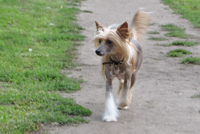 Becoming Queen Ambassador of Fairyland