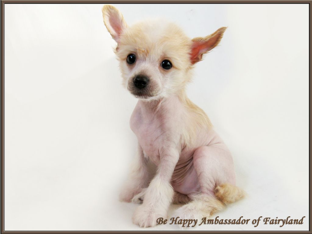 Be Happy Ambassador of Fairyland