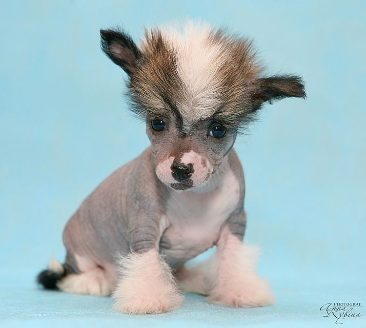 Angel O' Check Tequila.