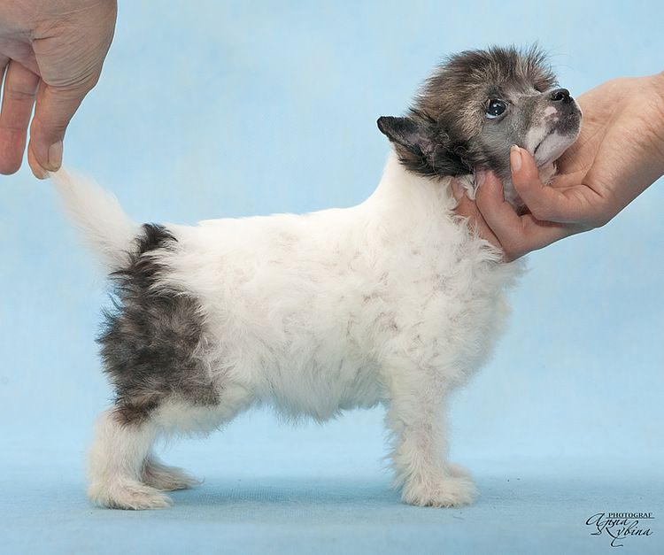 Angel O' Check Theodore.