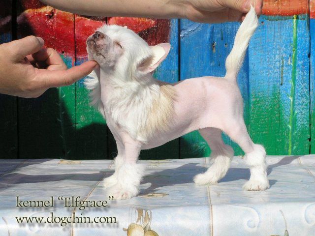 Elfgrace Hagira Kuaron