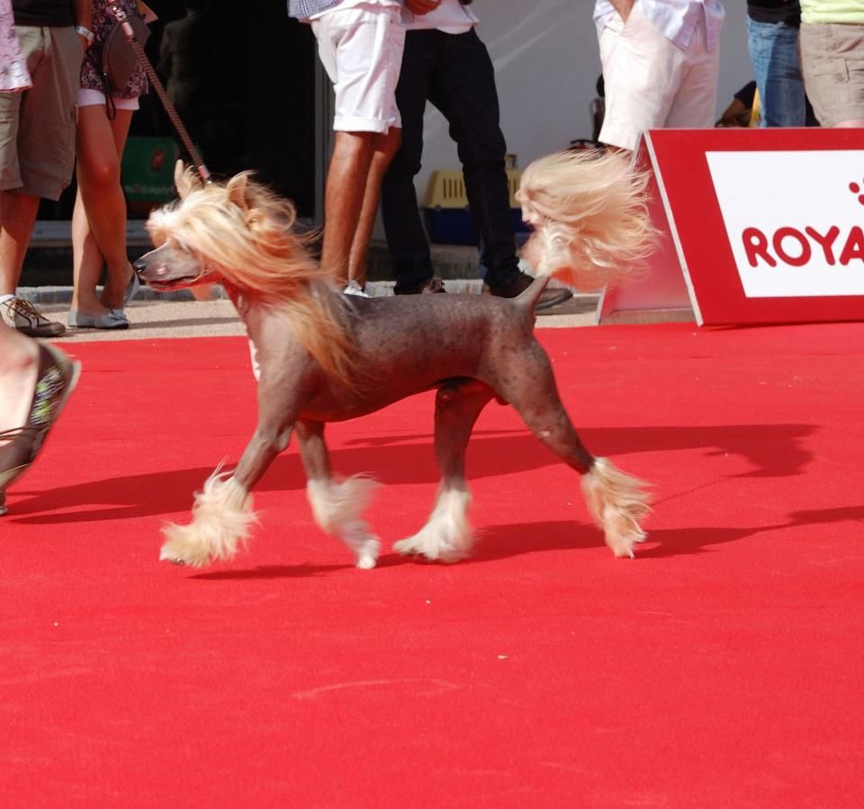 Oriental Jokes Cisco Legend