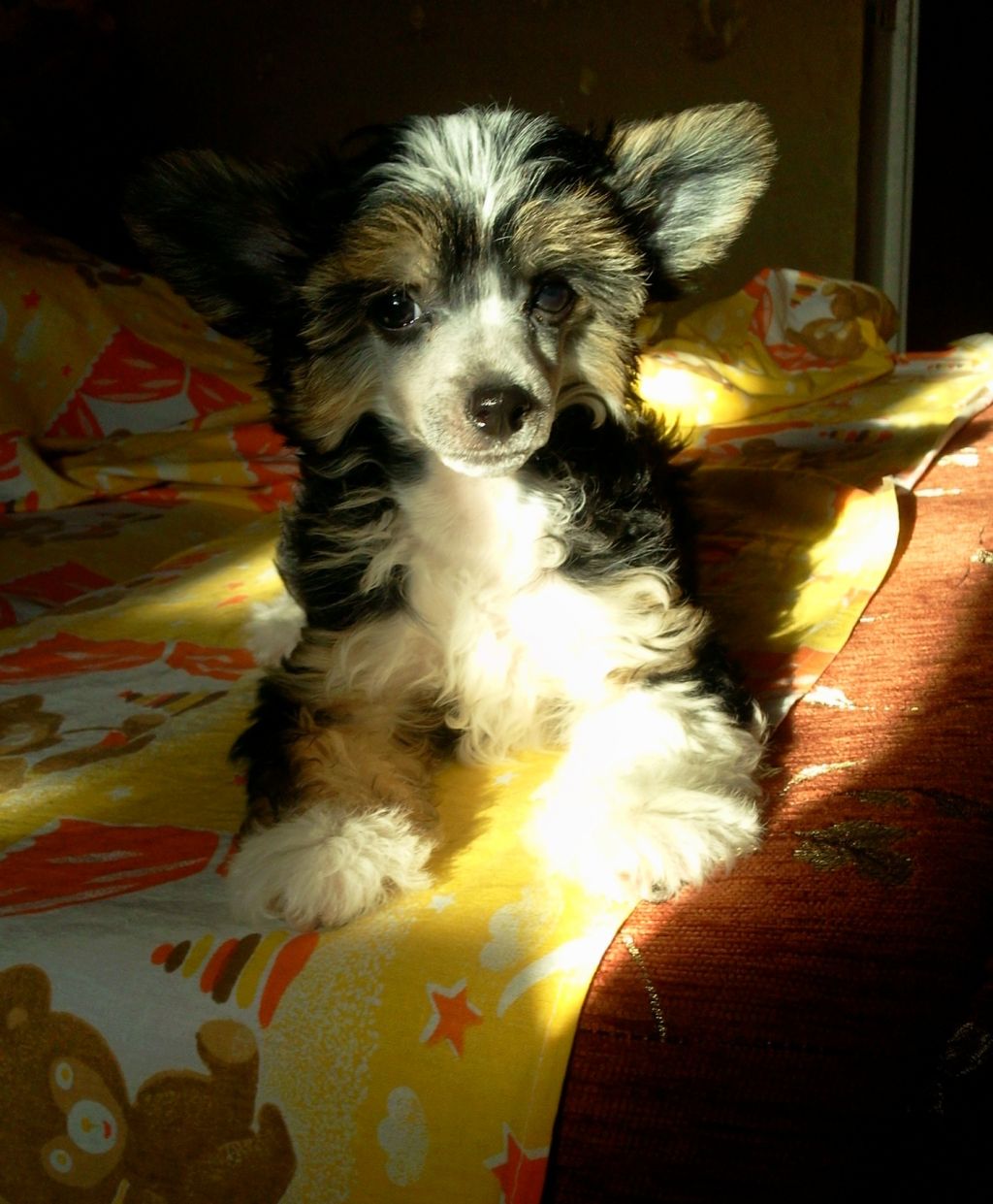 Malina Tigres Yunabella