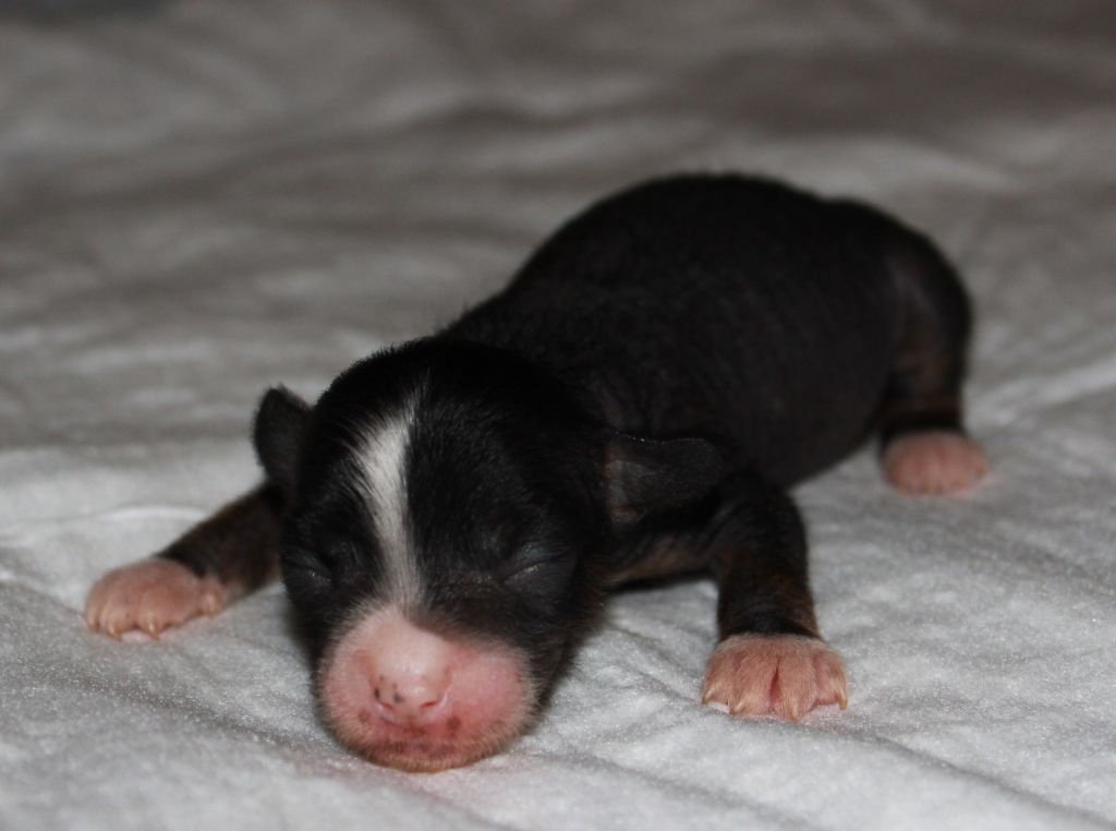 Premier Mari Jemchujina