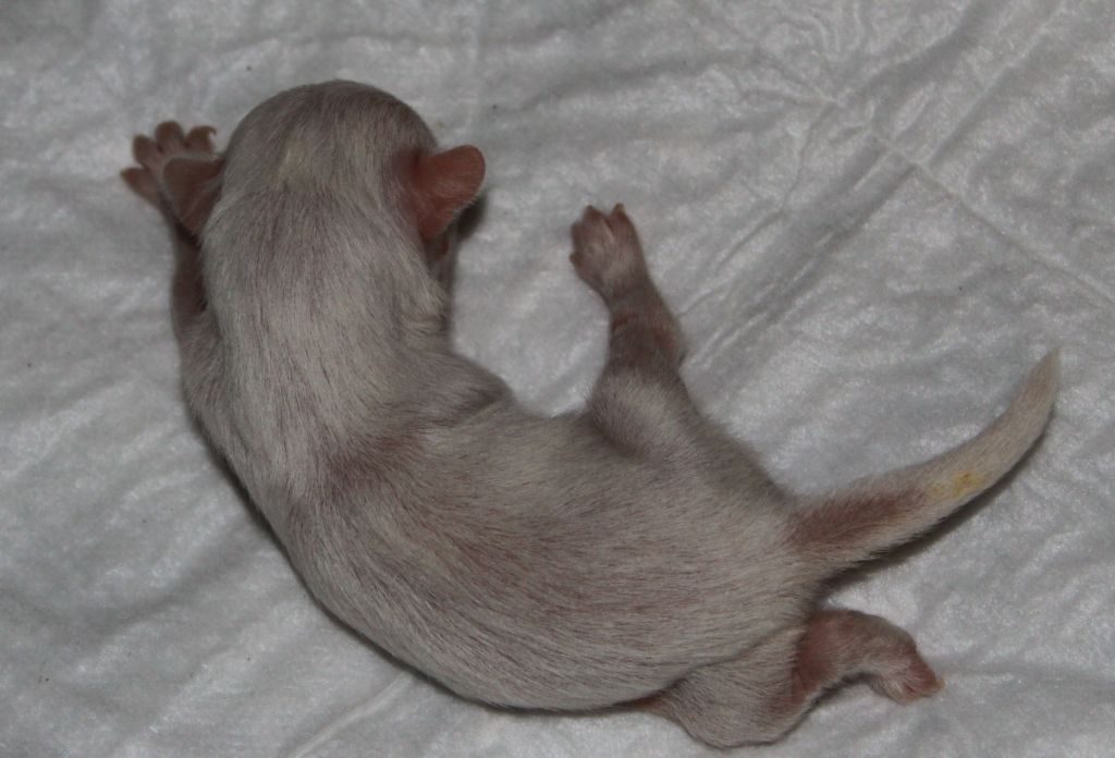 Premier Mari Zlatovlaska