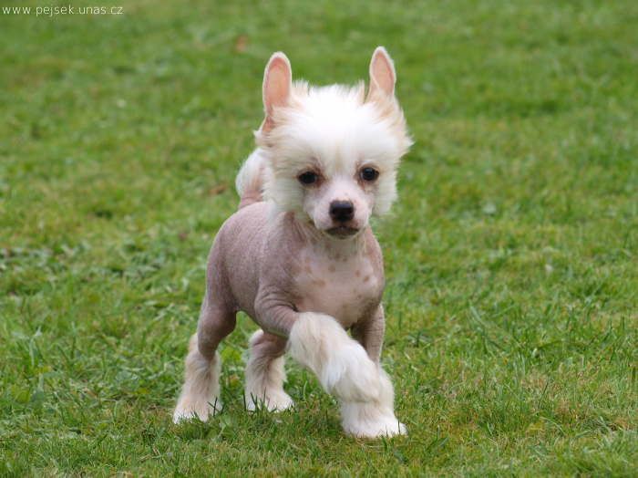 Akio ze Zatopené chajdy