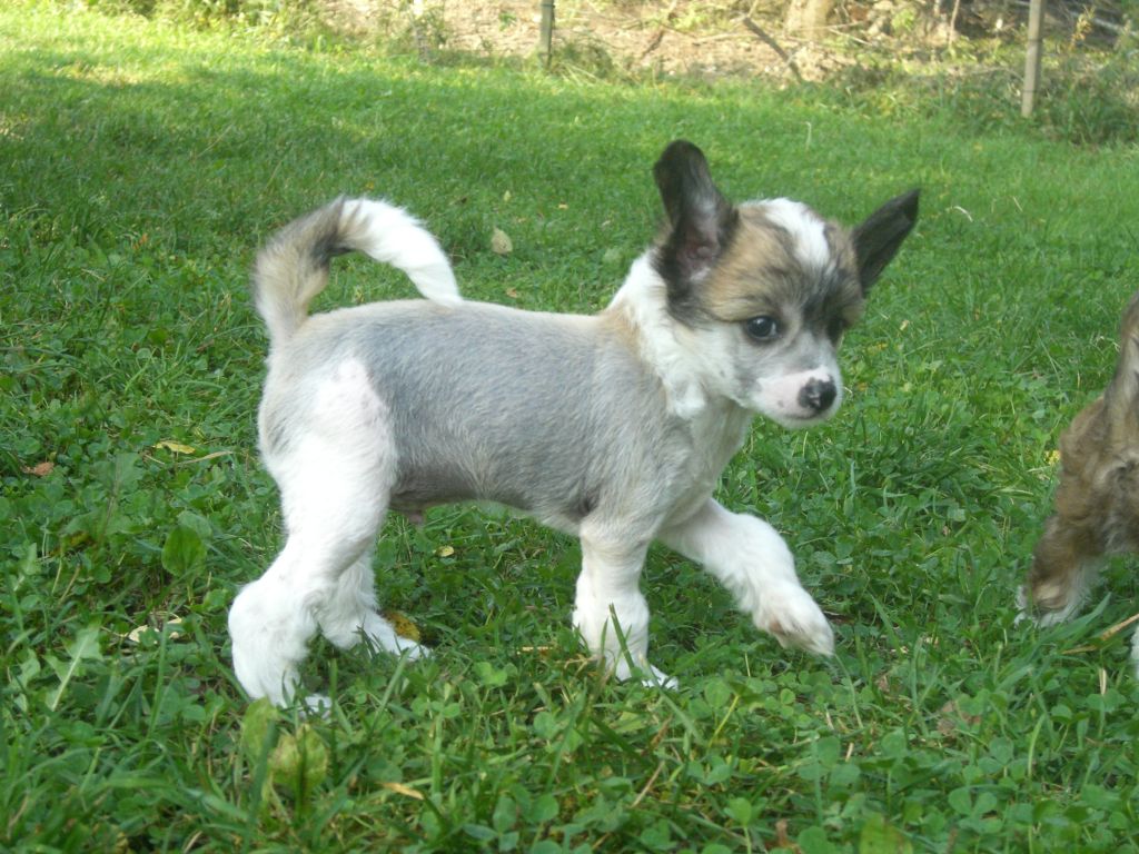 Meadowwood's Great Gontender