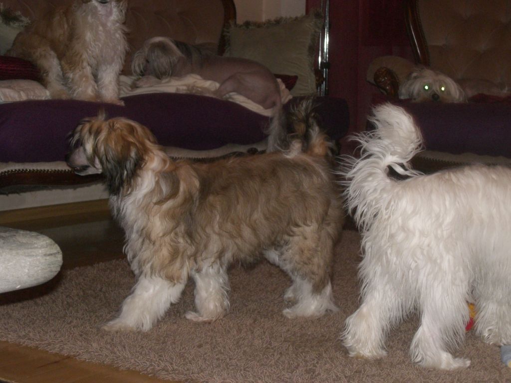 Meadowwood's Gorgeous Gigolo