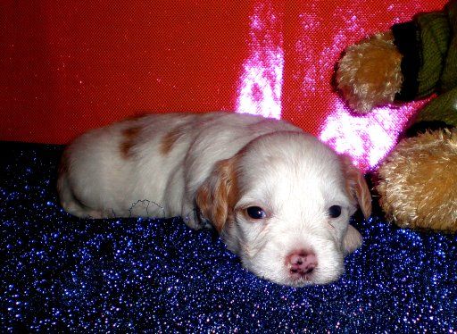 Pizhon Pokoritel' Serdec