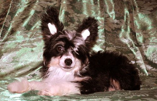 Deya Volshebnaya Noch'