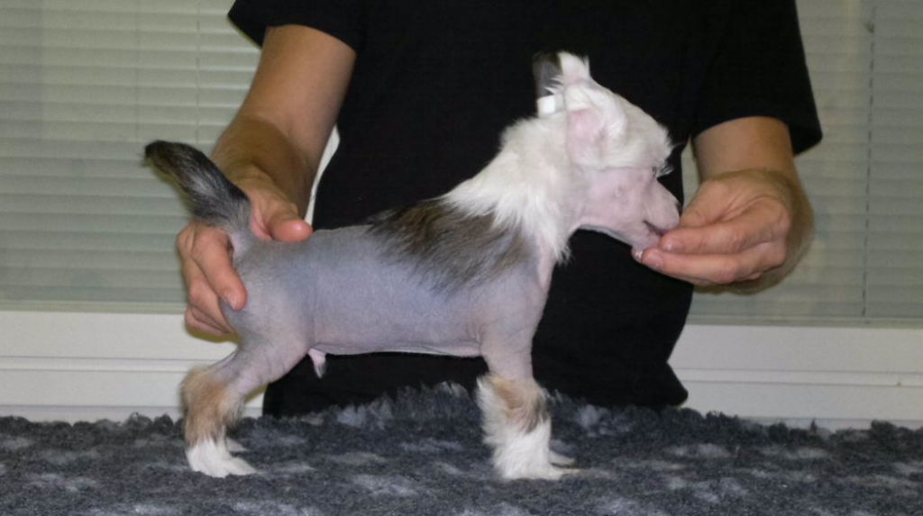 Arte Figure Fruit Fly