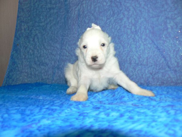 Kevin Costher  Vostochnaya Mechta