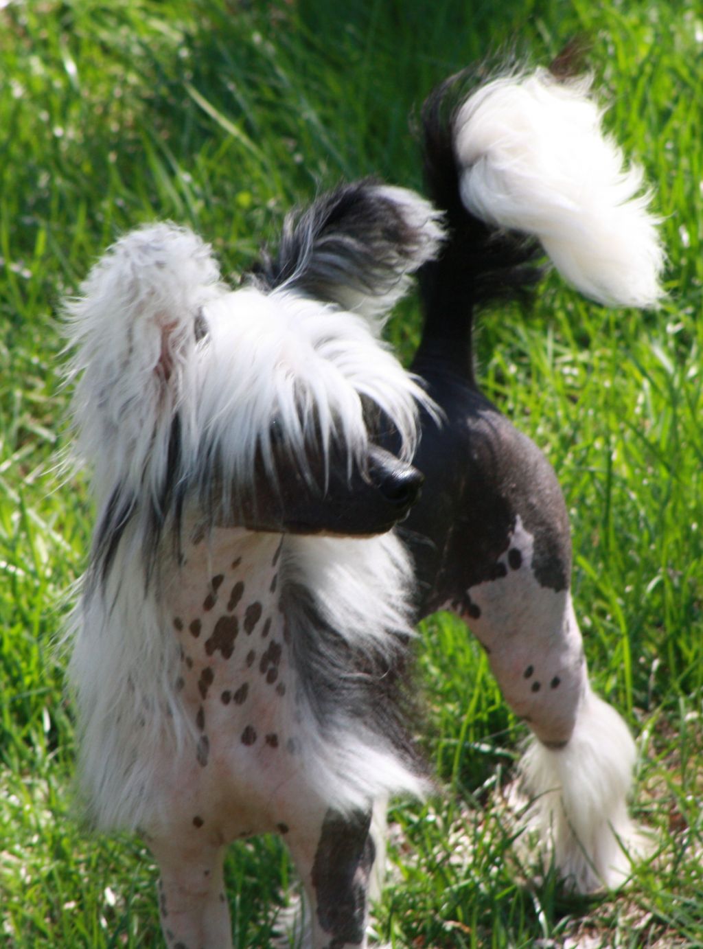 Rcrested Lukes Prancin Pony Zeppelin