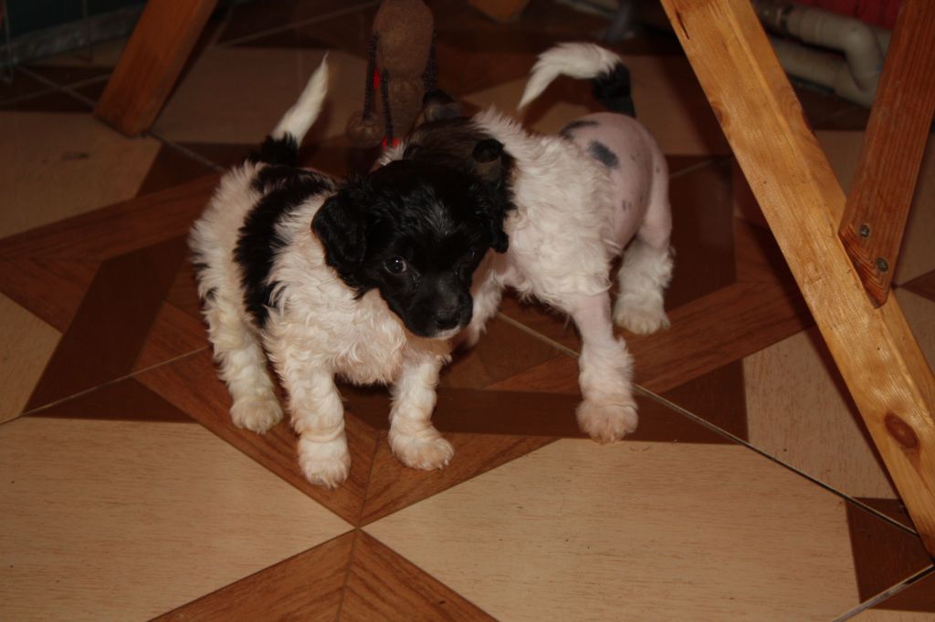 Fantazy Night A Star Gabriel