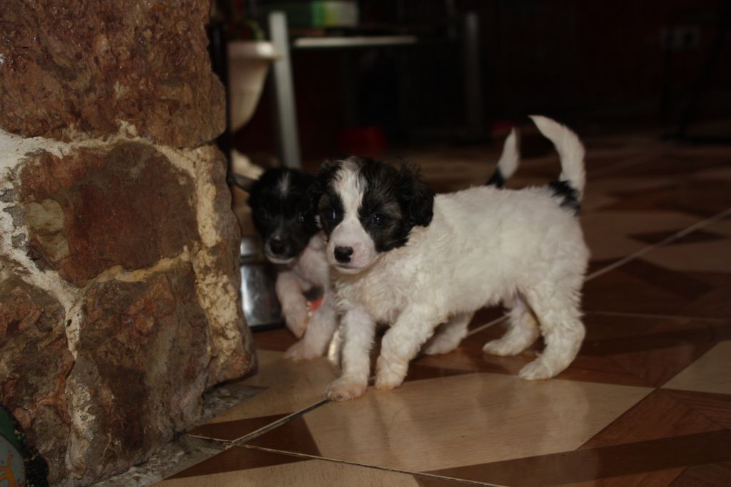 Fantazy Night A Star Gabriela