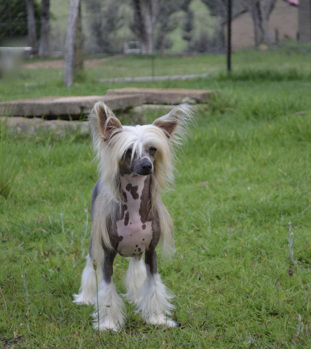 Caipirinha's Needless 2Say