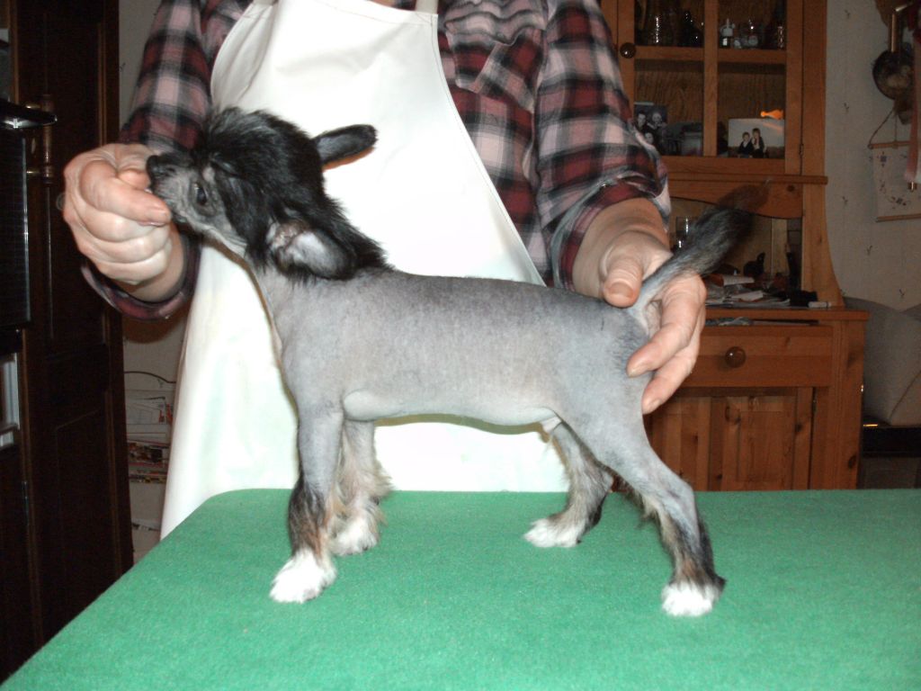 Beachcrest  Love Me Tender