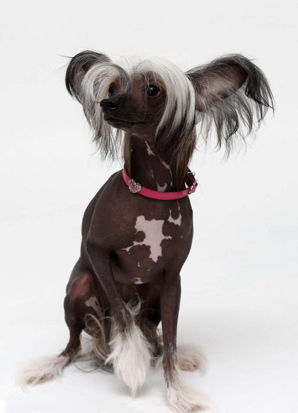 My Tiny Treasure Astounding Toki Wartooth