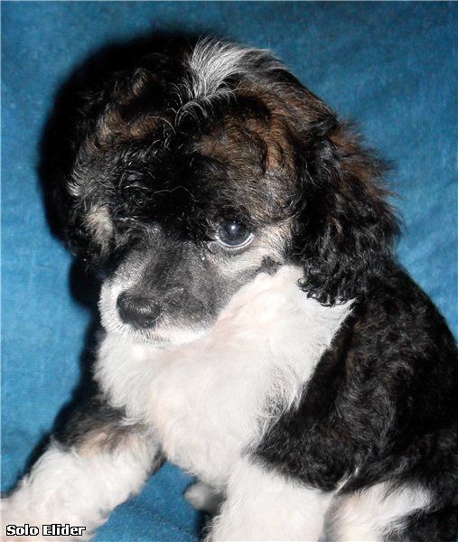 Solo Elider Alfred Joseph Hitchcock