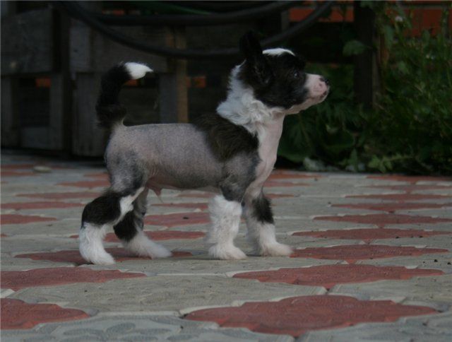 Sky Miracle A Star Is Born