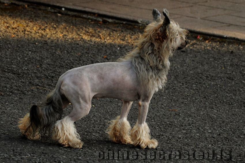 Practical Hero Hidden Mermaid