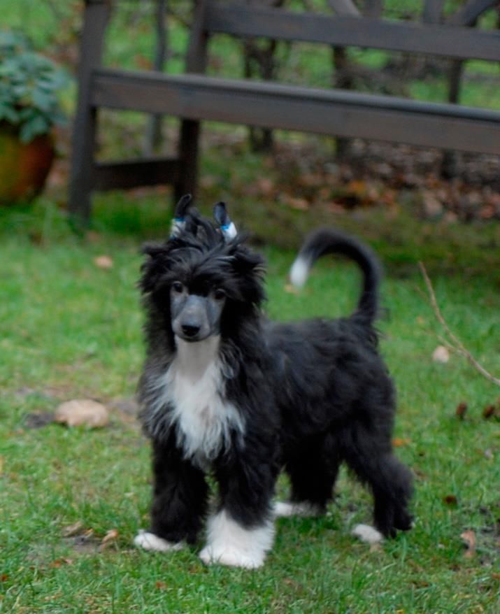 Edcullen's Glade Bram Stoker