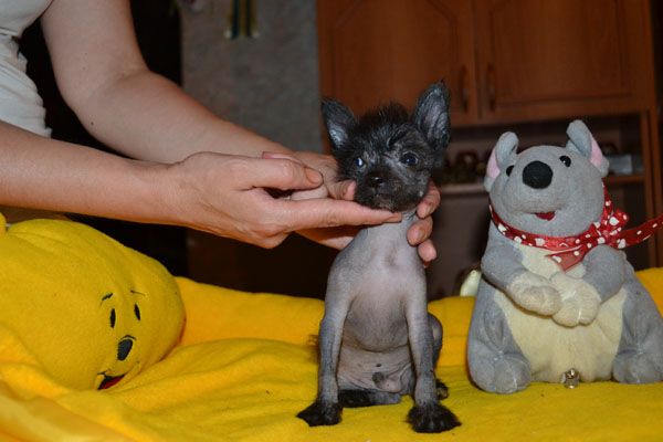 Vellar Pljus Mikki Mouse