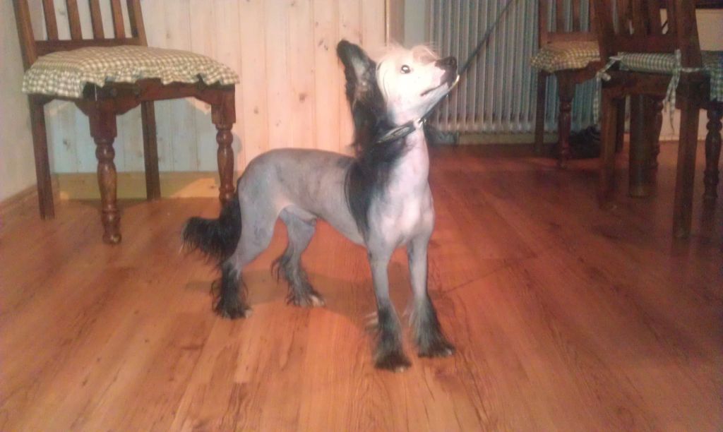 Uzume'z Devils Dark Secret