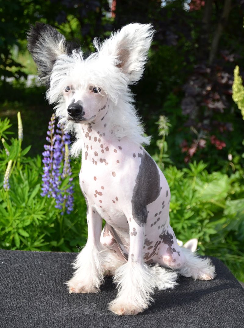 Uzume'z Devils Dance