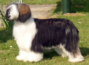 Chinois Cher Darling Molly