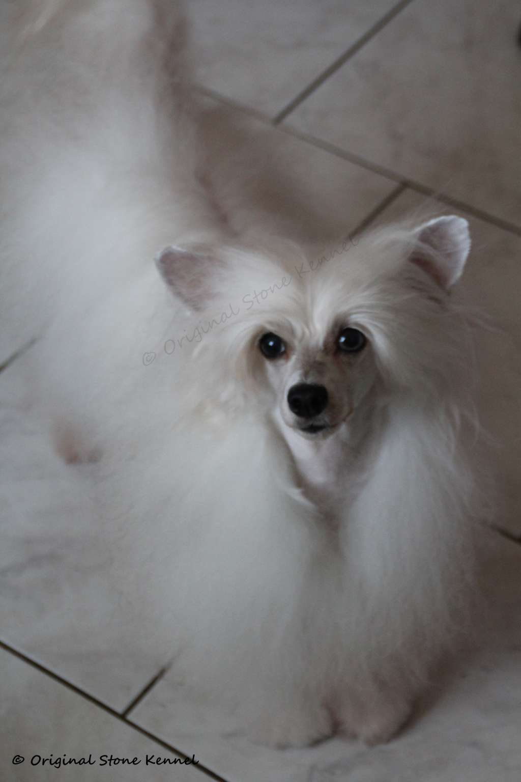 Cléopâtre du Domaine des Montagnards