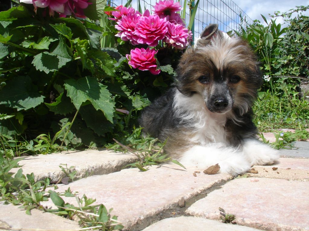 Rimski Korsakov Gheisha