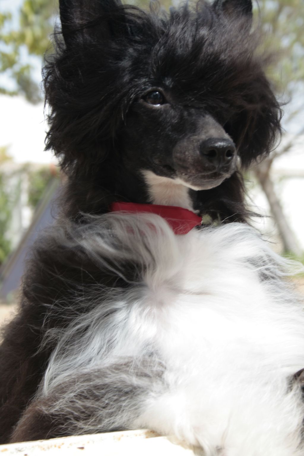 JCH. Queen Of the Amazons Della Castafiore