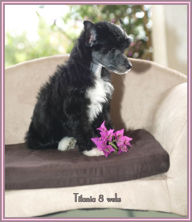 Reina de les Fades Della Castafiore