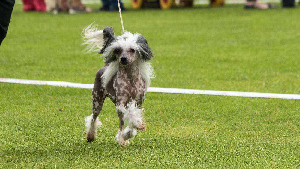 Lunacrest Hawaiian Dream