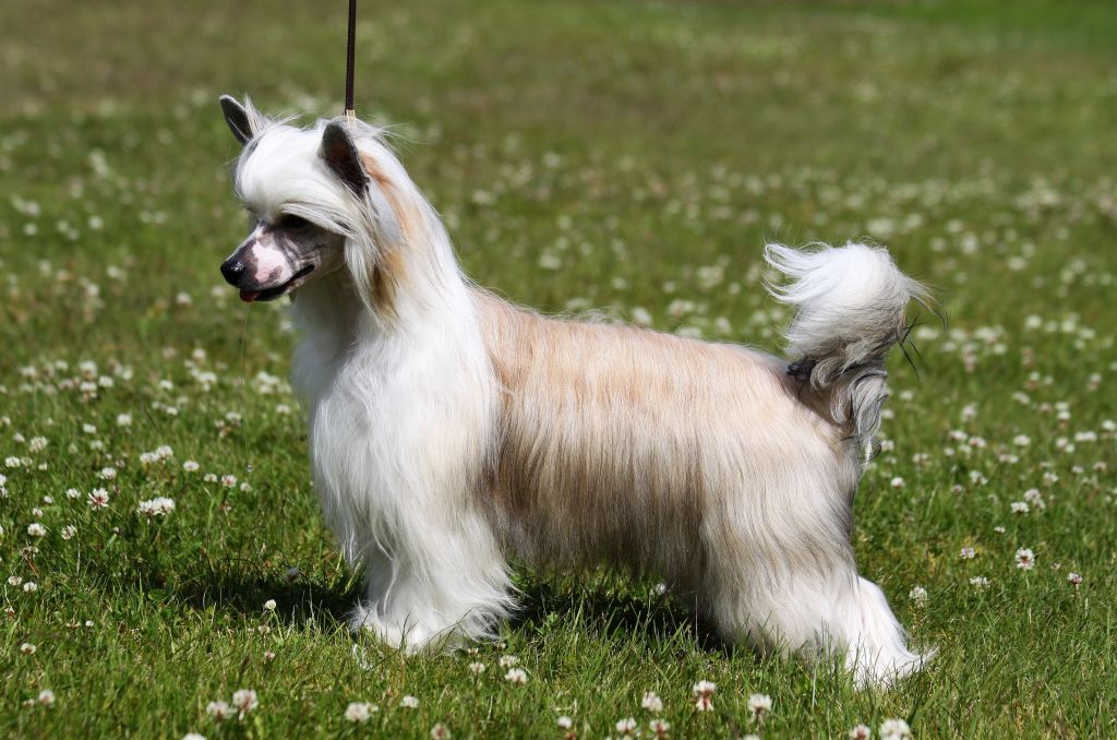 Arte Figure Ghetto Supastar