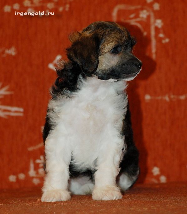 Irgen Gold Novak Jokovich