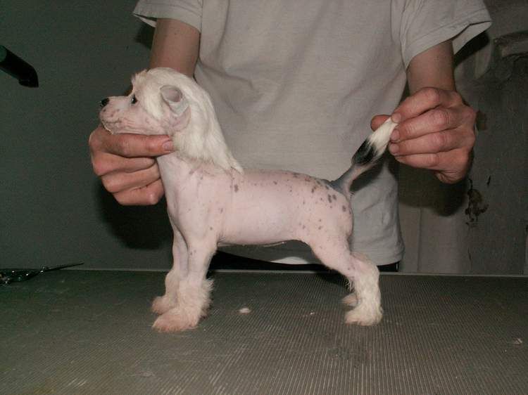 Koynaur's Whisper My Name 