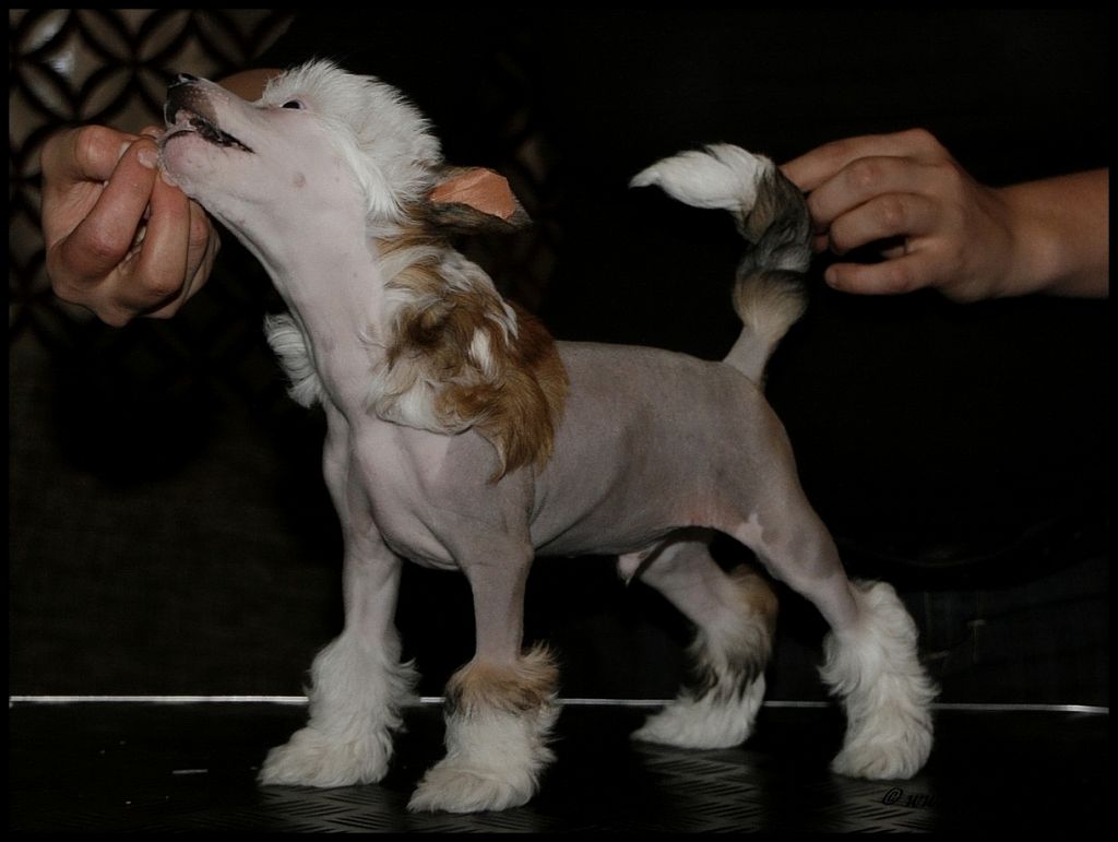 Crestiny's Catch Me If You Can