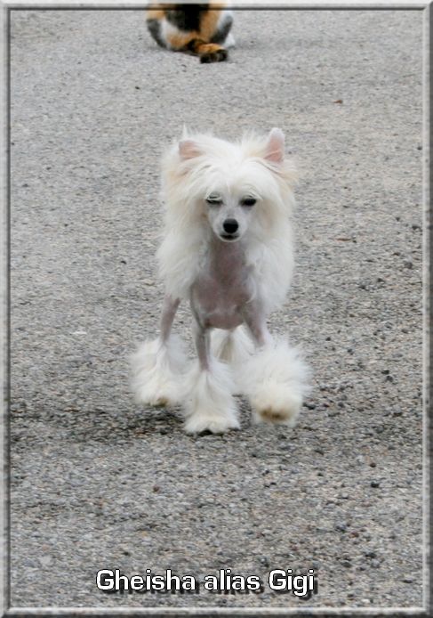 Buddy Doggz Star Gheisha 