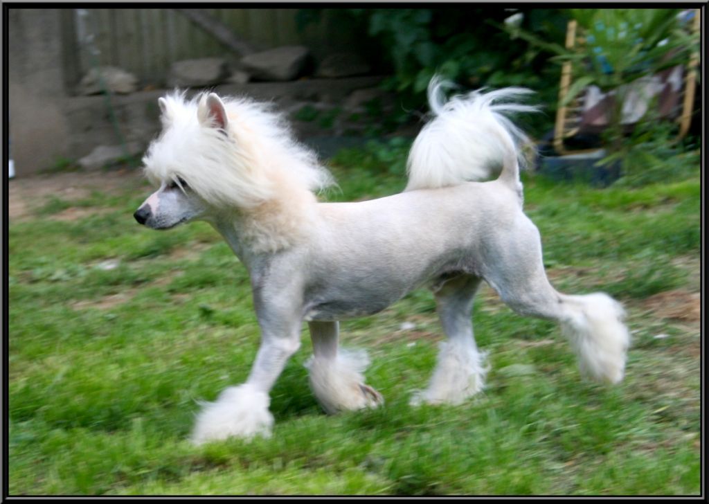 Fabulous De L'eden Des Cherubins