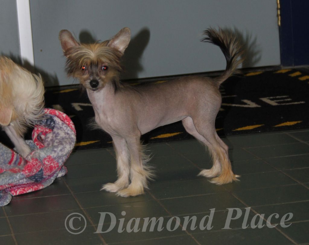 Kibibi Kya Katana Diamond Place